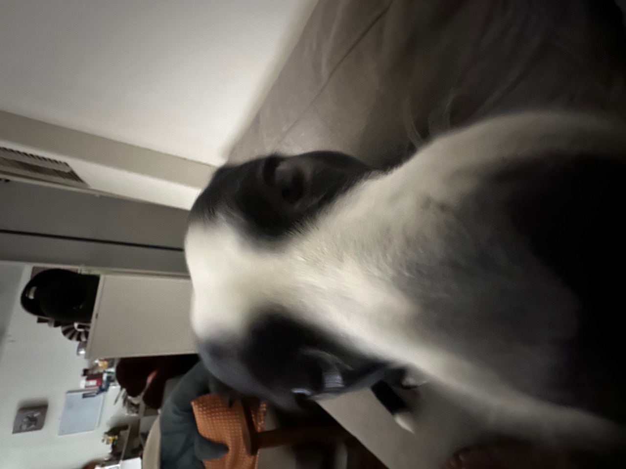 71804608051__CD54E828-2EAC-4D89-B808-3AA0DAD061B0.jpeg