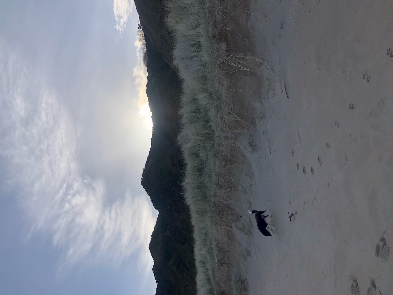 IMG_2435.jpeg
