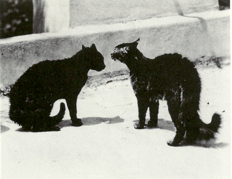 weston-twocats-1932-sothebys-1987-11-02-lot-415-cropped-1.png.webp