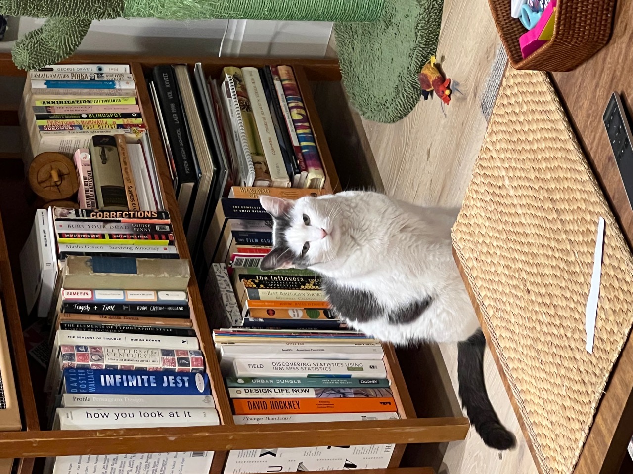 IMG_9981+2.jpeg