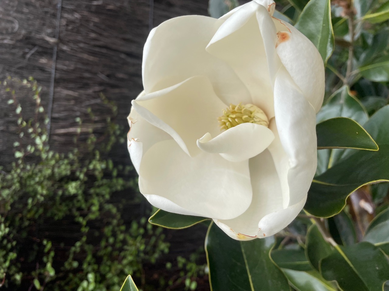 IMG_8146.jpeg