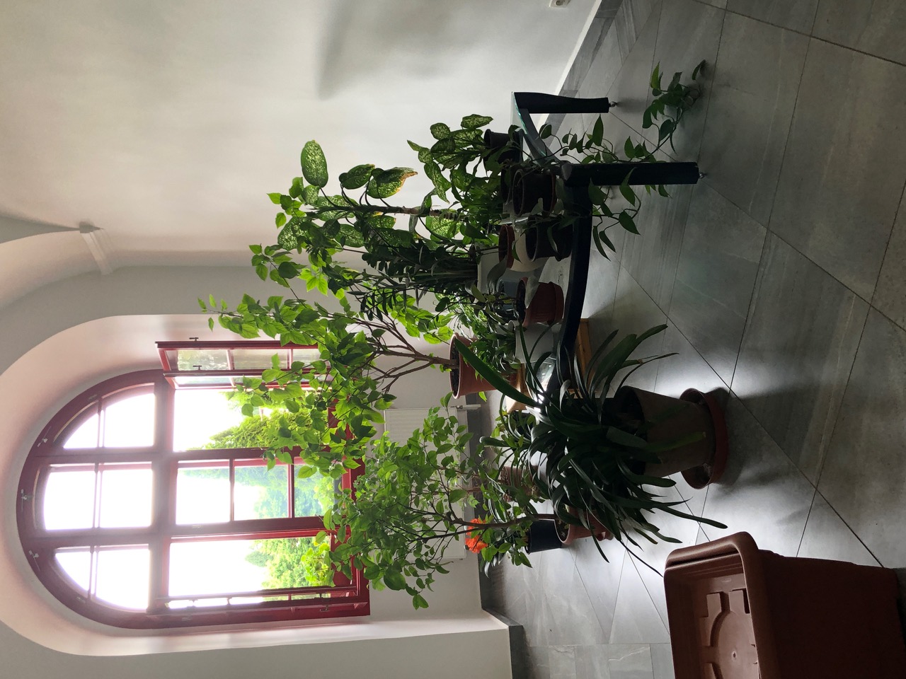 IMG_3662.jpeg