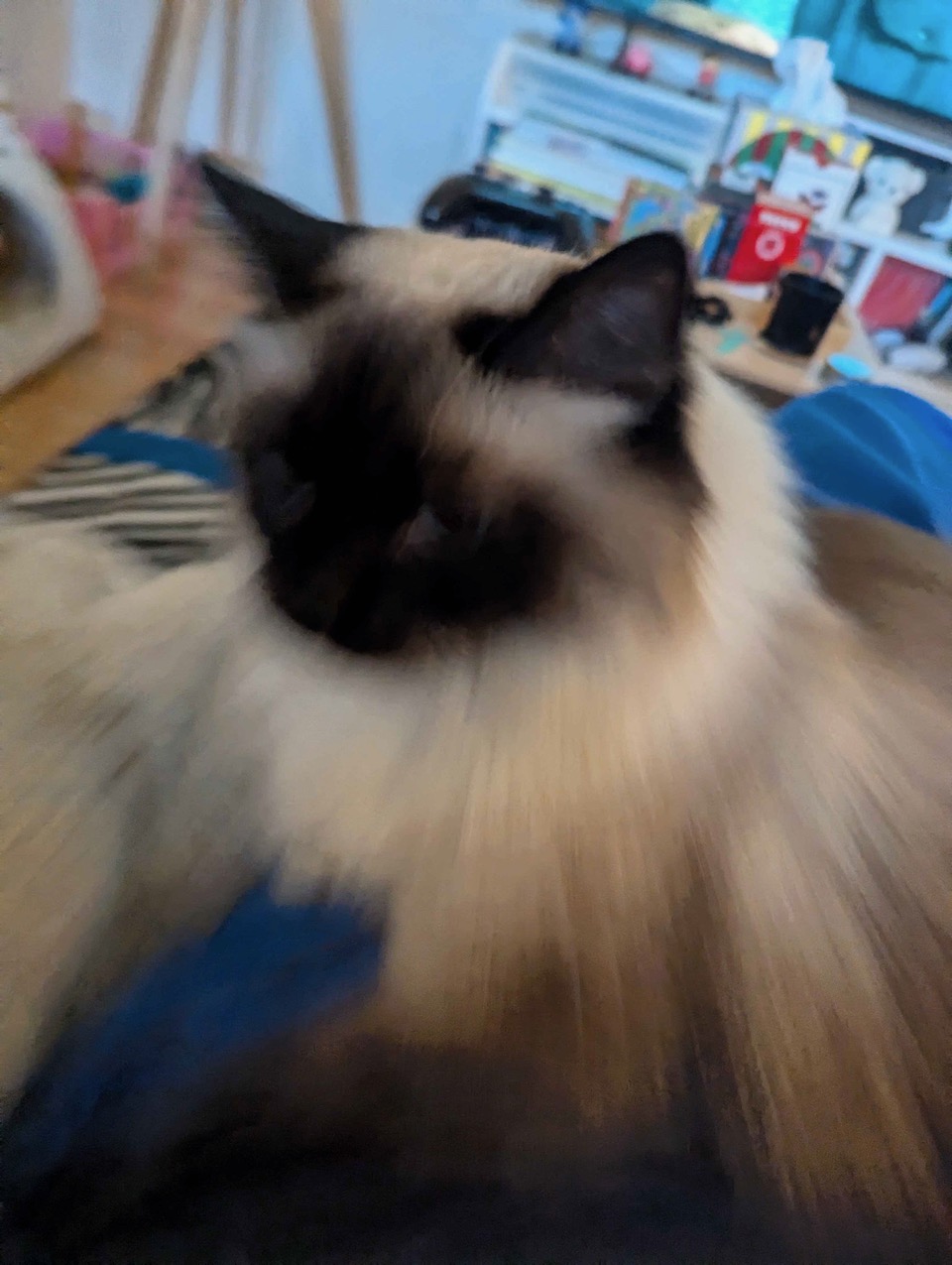 PXL_20250303_012613336.jpeg