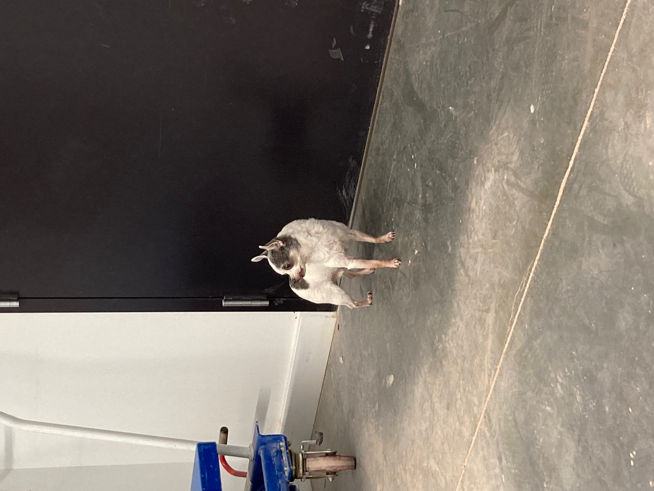 IMG_0699.jpeg