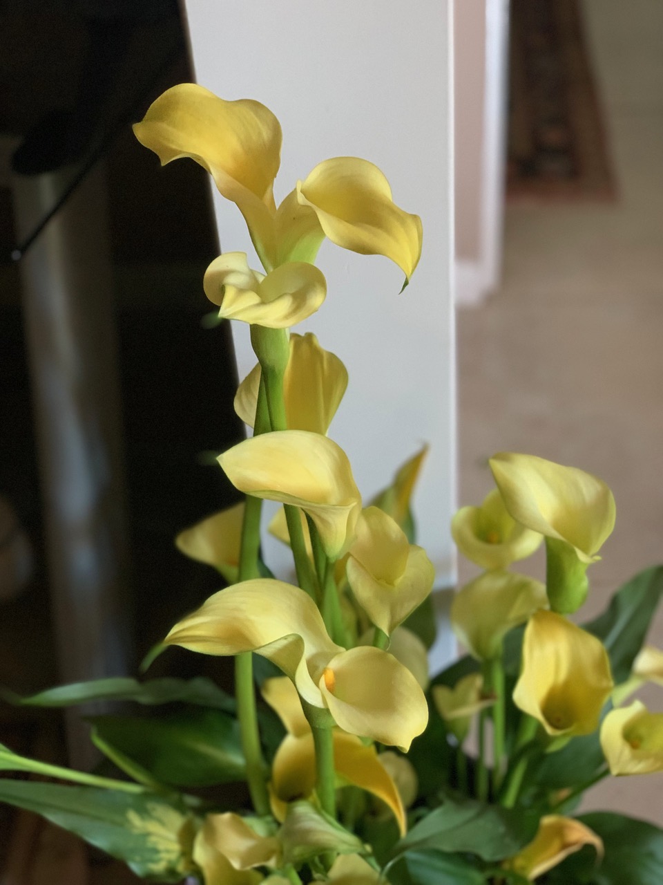 IMG_3444+2.jpeg