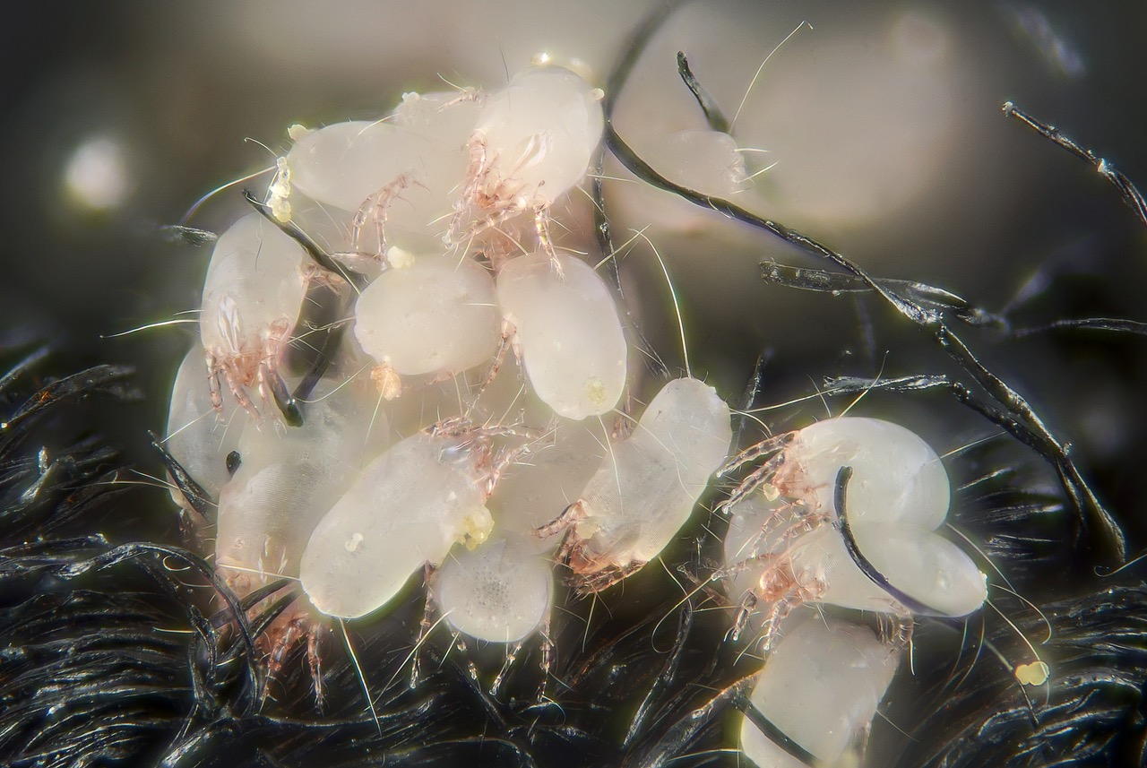 House_dust_mites_(5247397771).jpeg