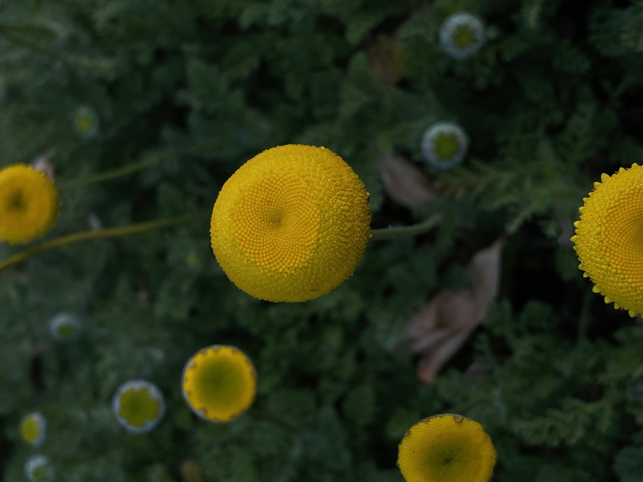 IMG_7053.jpeg