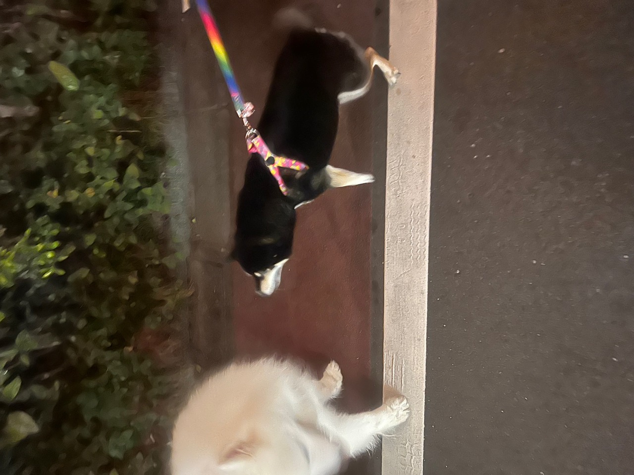image_67168257.jpeg