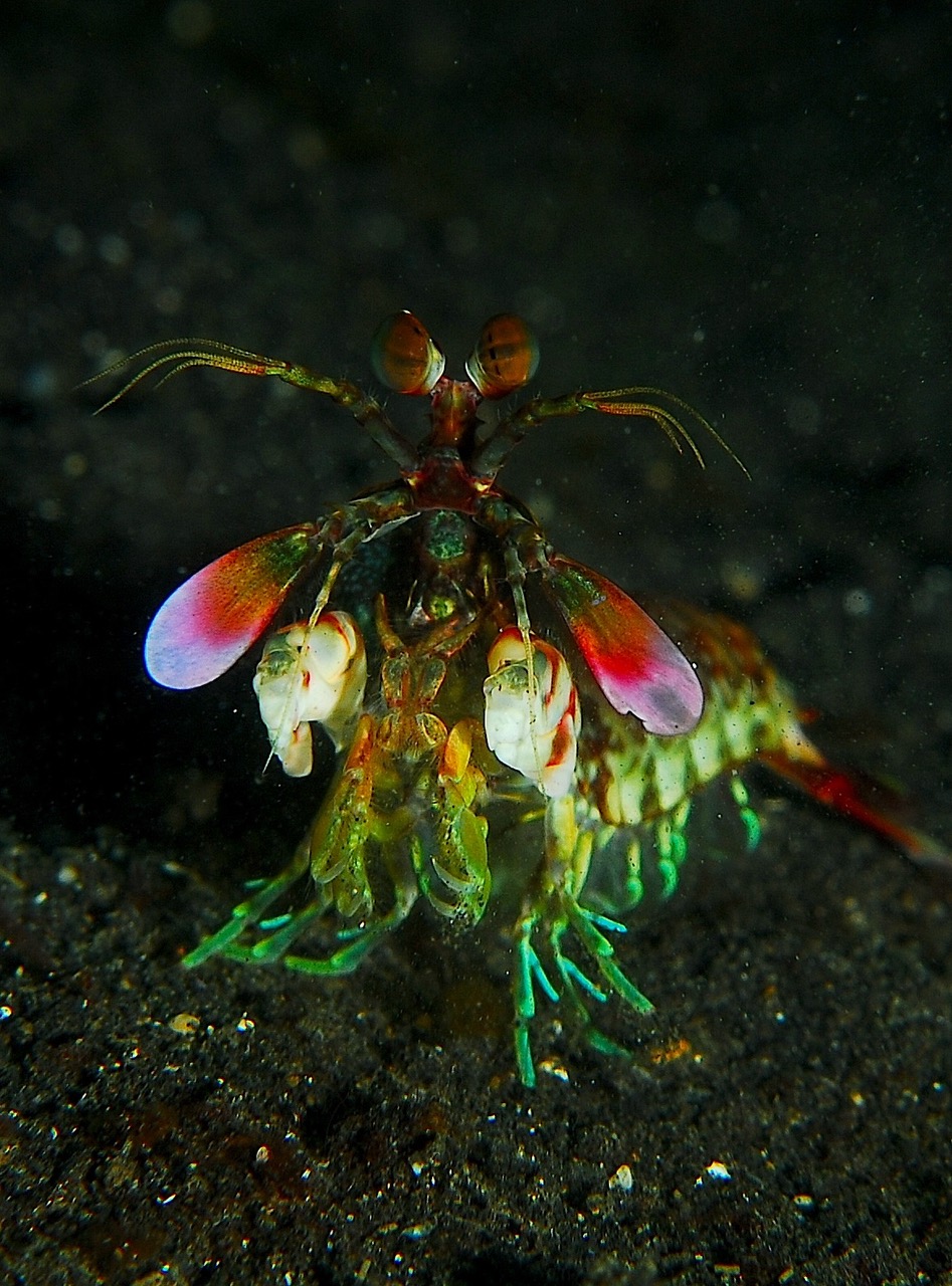 Mantis_shrimp_from_front.jpeg