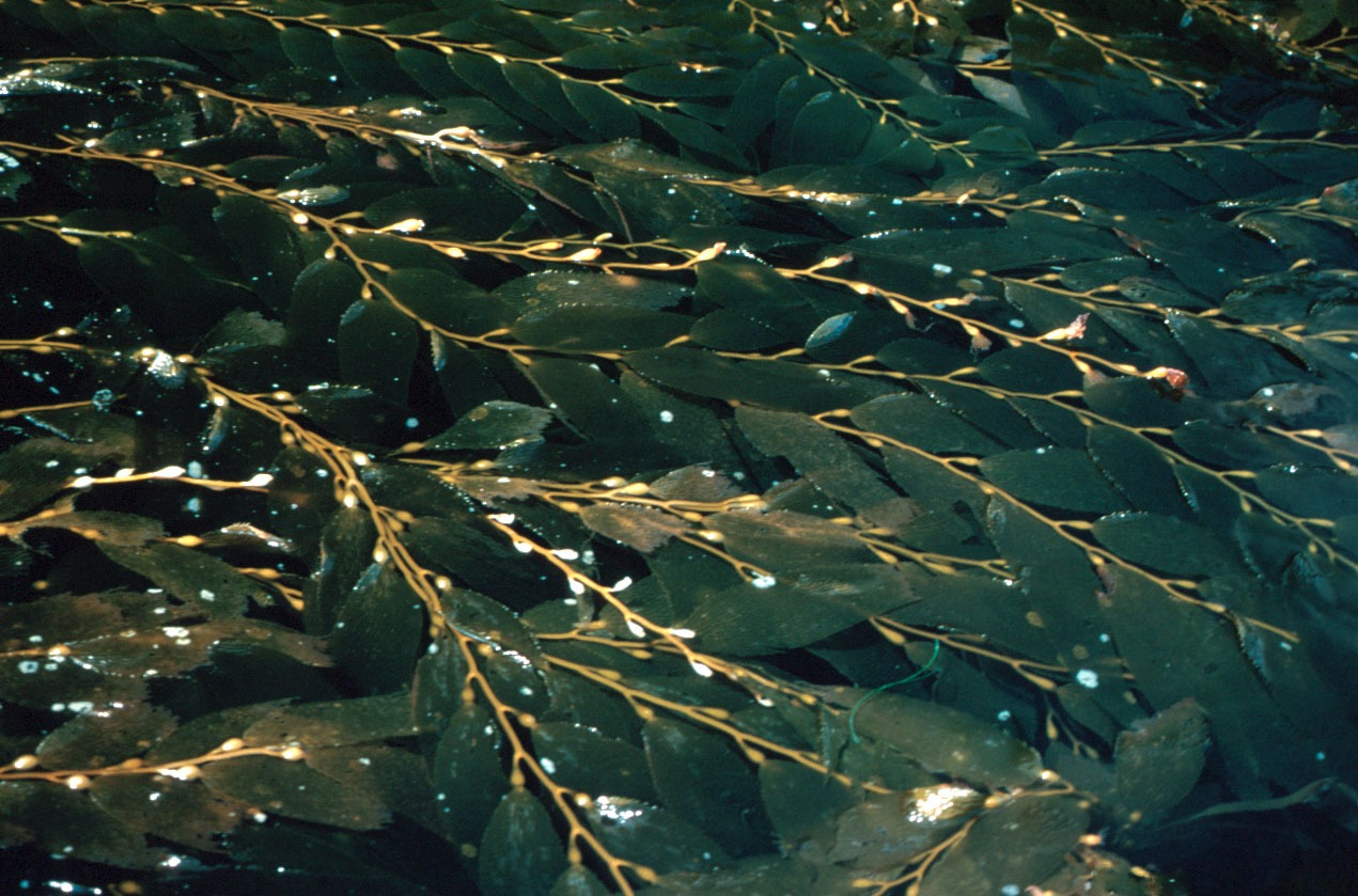 Giantkelp2_300.jpg