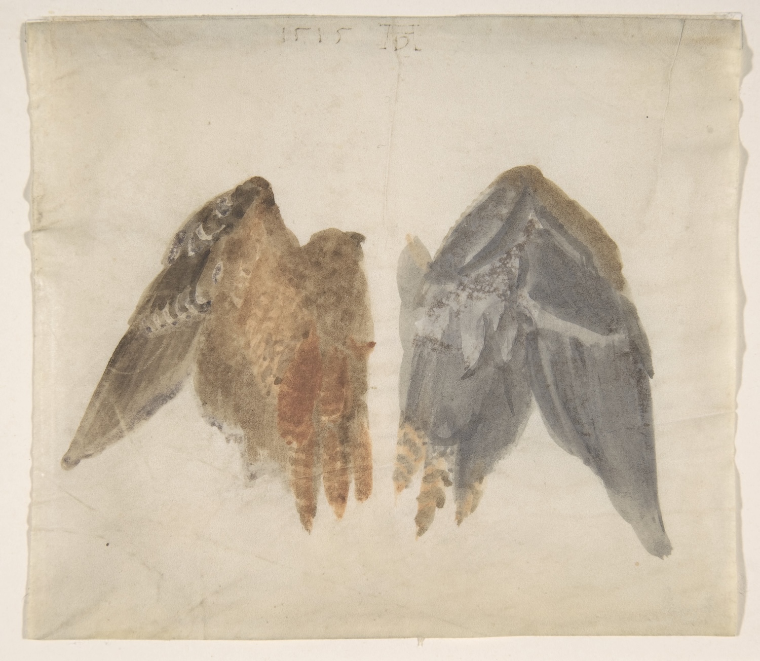 met-bittern-not-a-durer.jpg