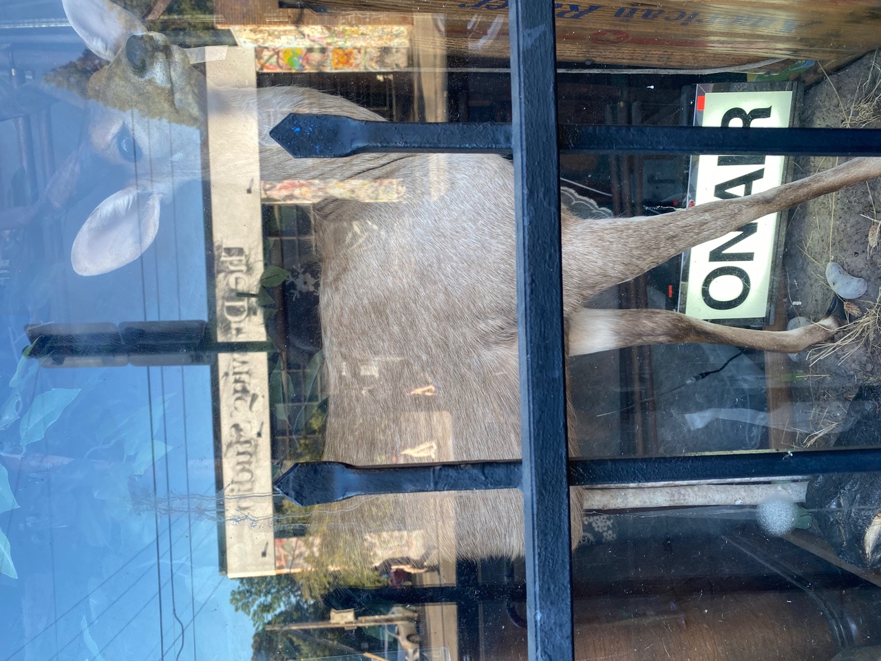 IMG_5227.jpeg
