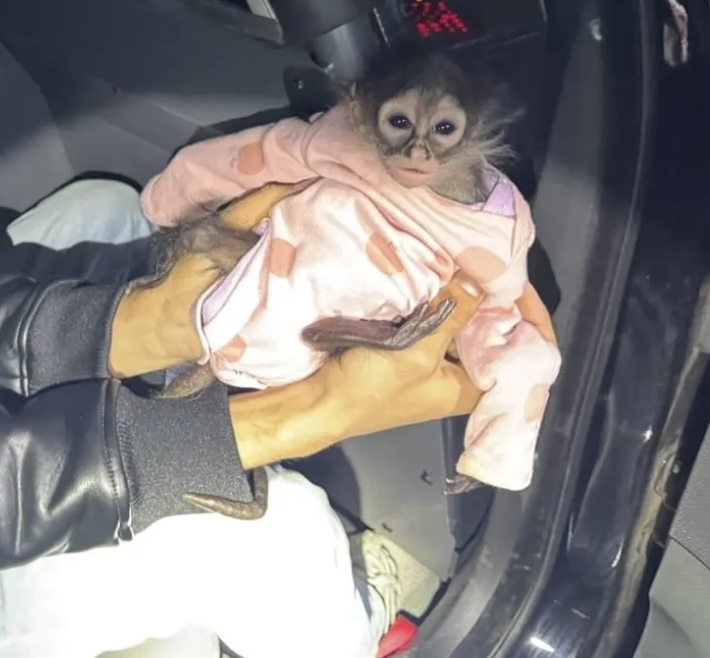 monkey.jpg