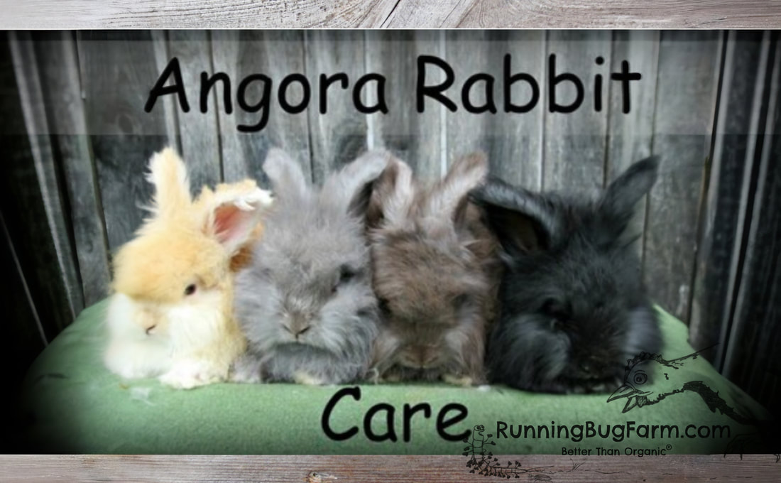 wood-background-angora-rabbit-care-ai-1_orig.jpg