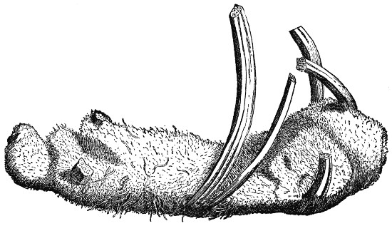 Hans_Sloane%27s_vegetable_lamb_of_Scythia_specimen.jpg