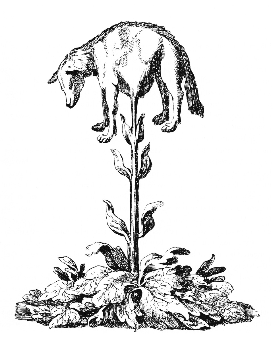 Vegetable_lamb_%28Lee,_1887%29.jpeg