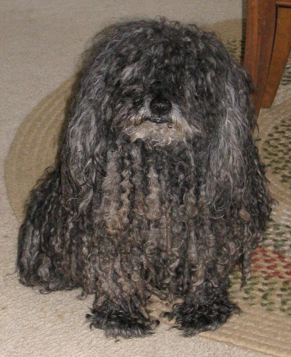 Ziggy_the_Puli_(cropped).jpeg