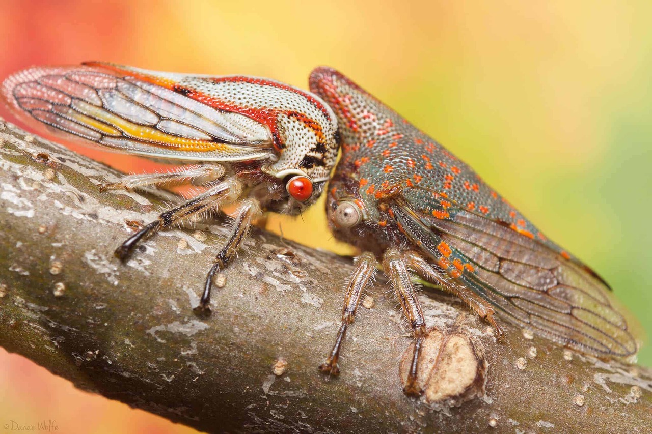Oak-Treehopper-Rainbow.jpeg