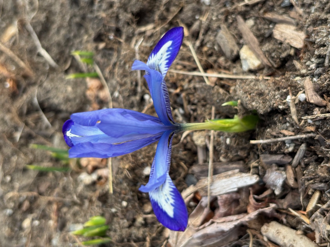 IMG_3096.jpeg