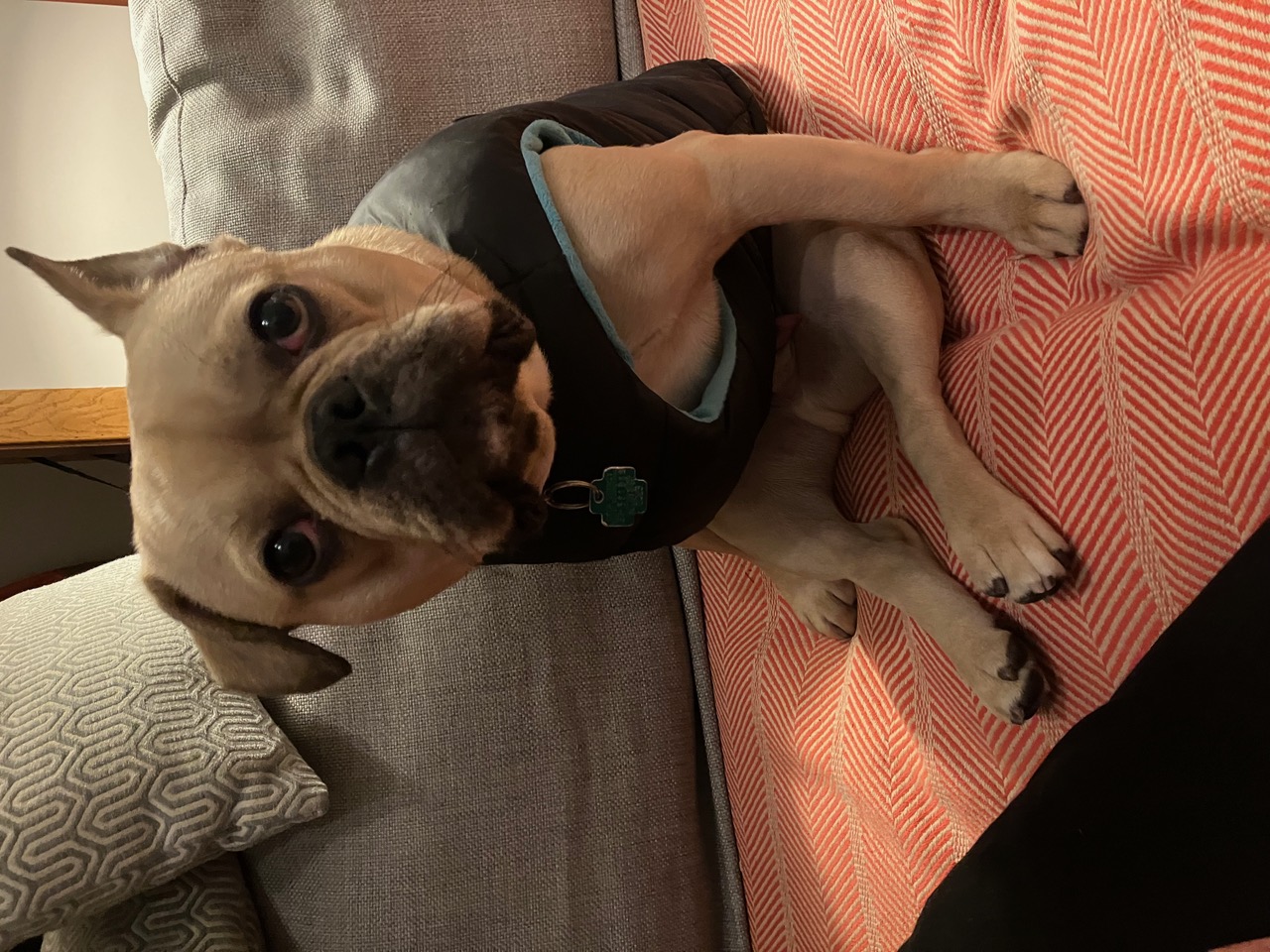 98F1441D-2B49-43F2-A5AF-4903D0300071.jpeg