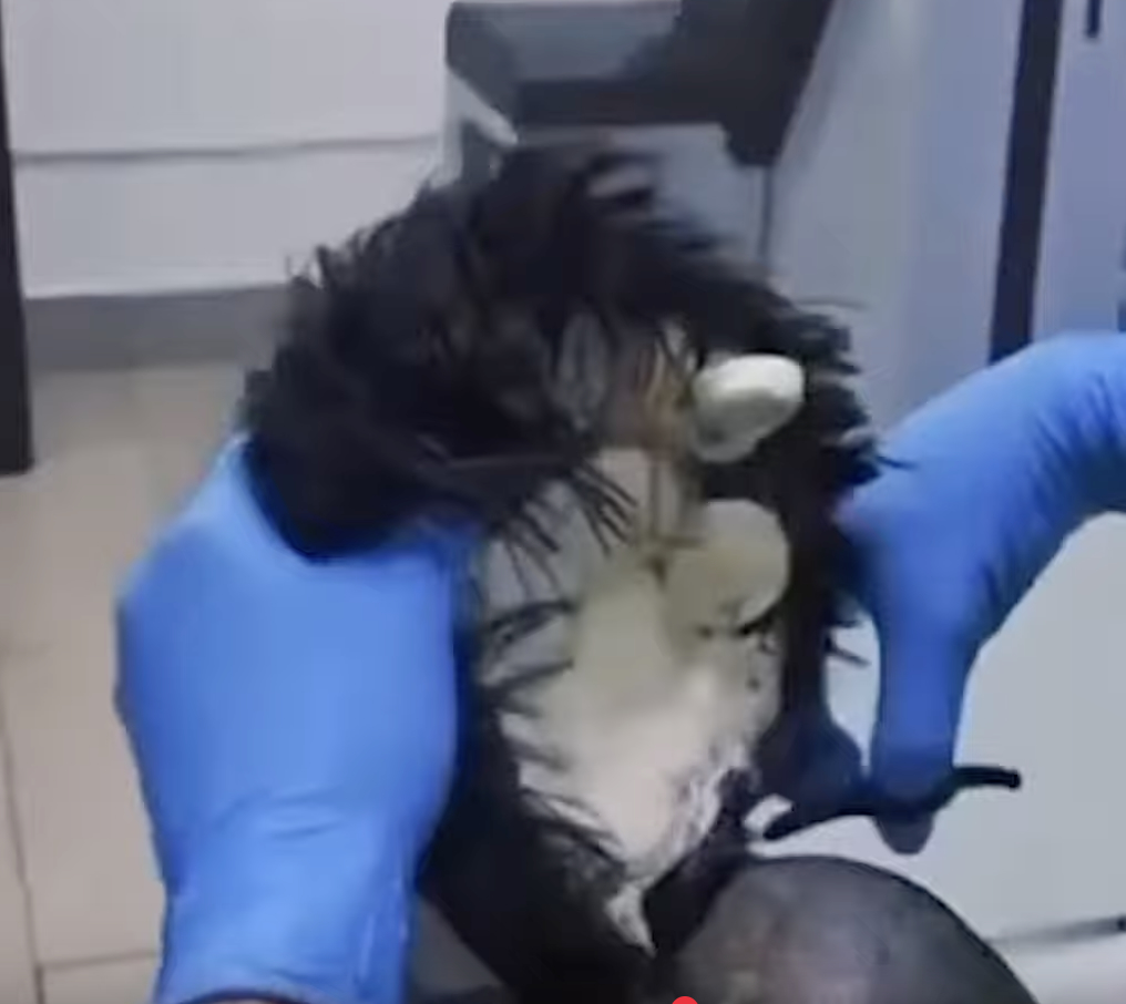 wig13.jpg