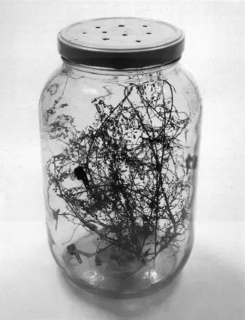 david-hammons-flies-in-bottle-1994-tilton-artforum.jpg