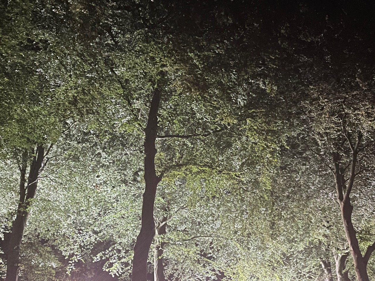 IMG_0071.jpeg
