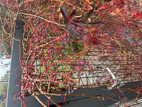 IMG_1393.jpeg