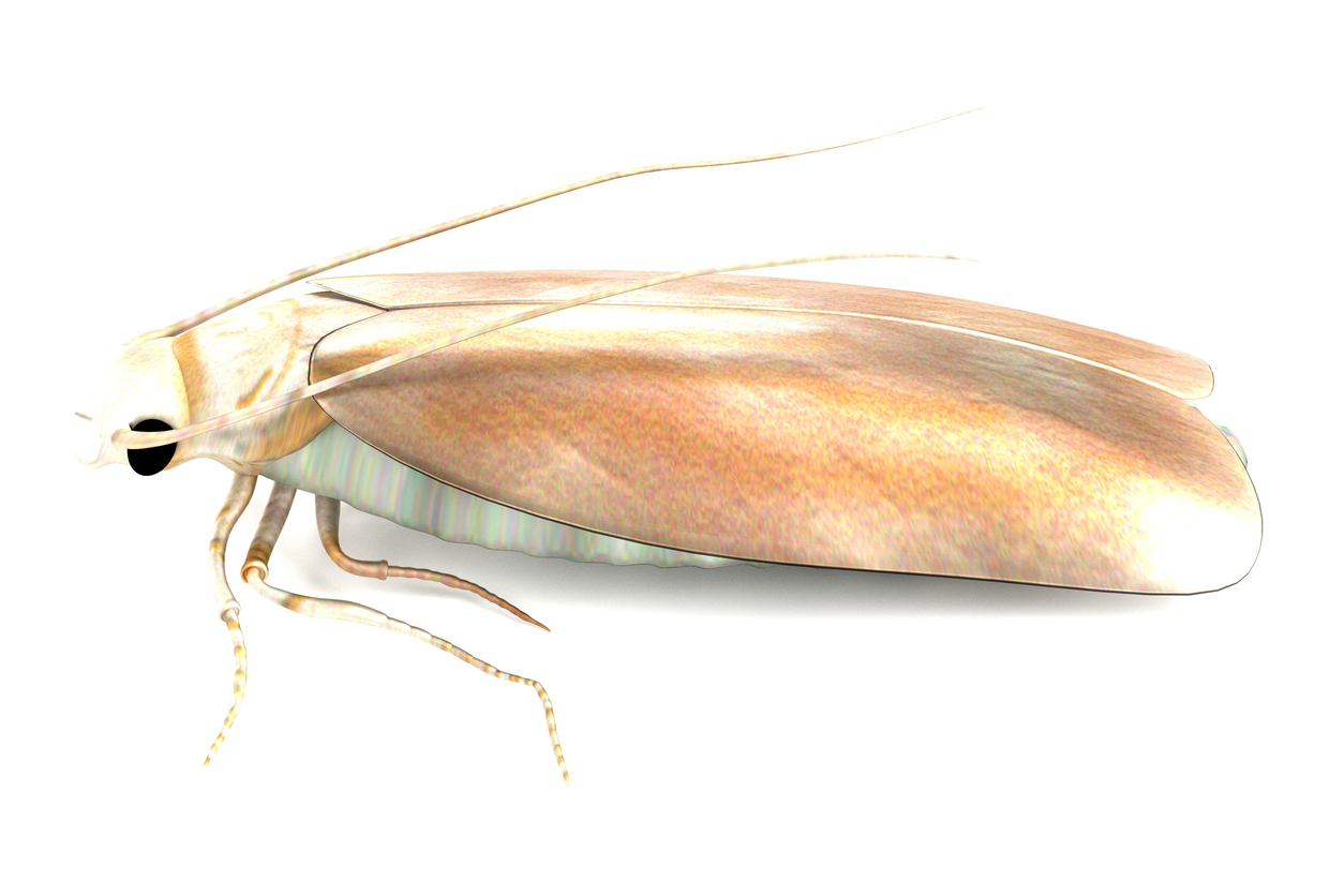 Clothes-moth-white-background.jpg