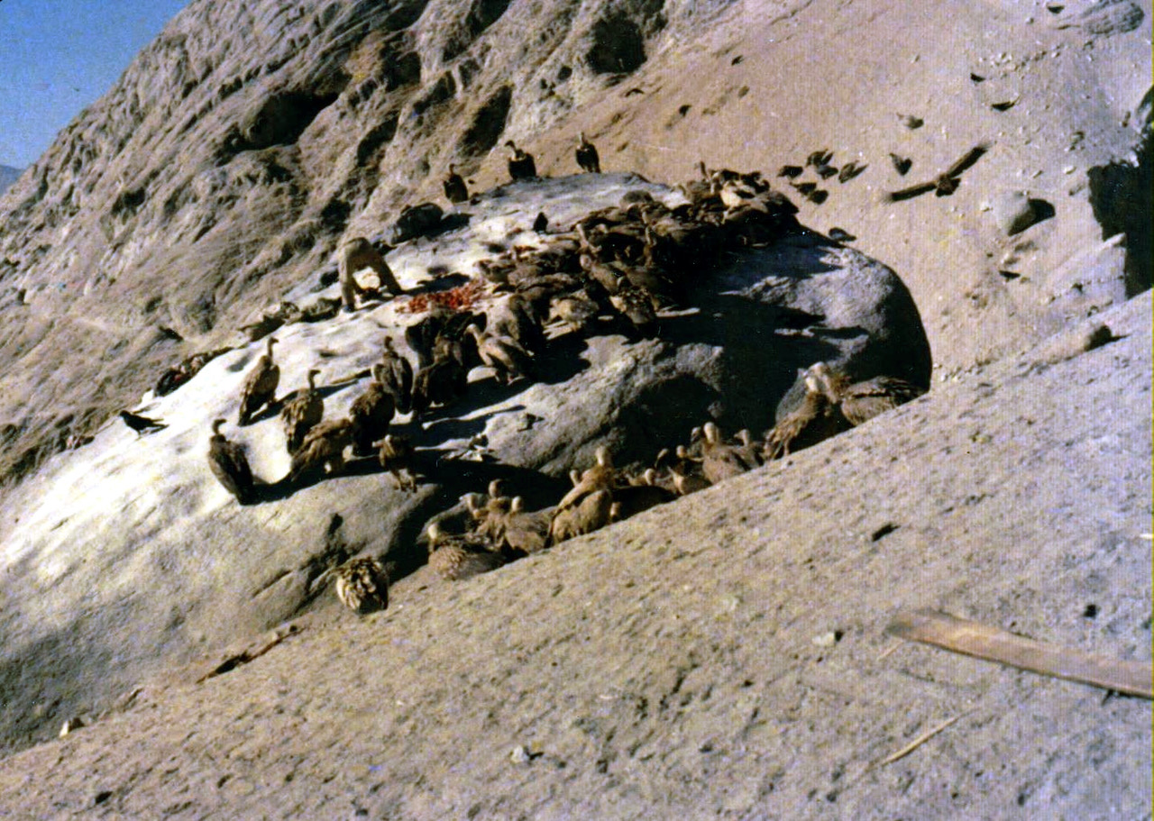 Vultures_on_Lhasa_sky_burial_rock_1.jpeg