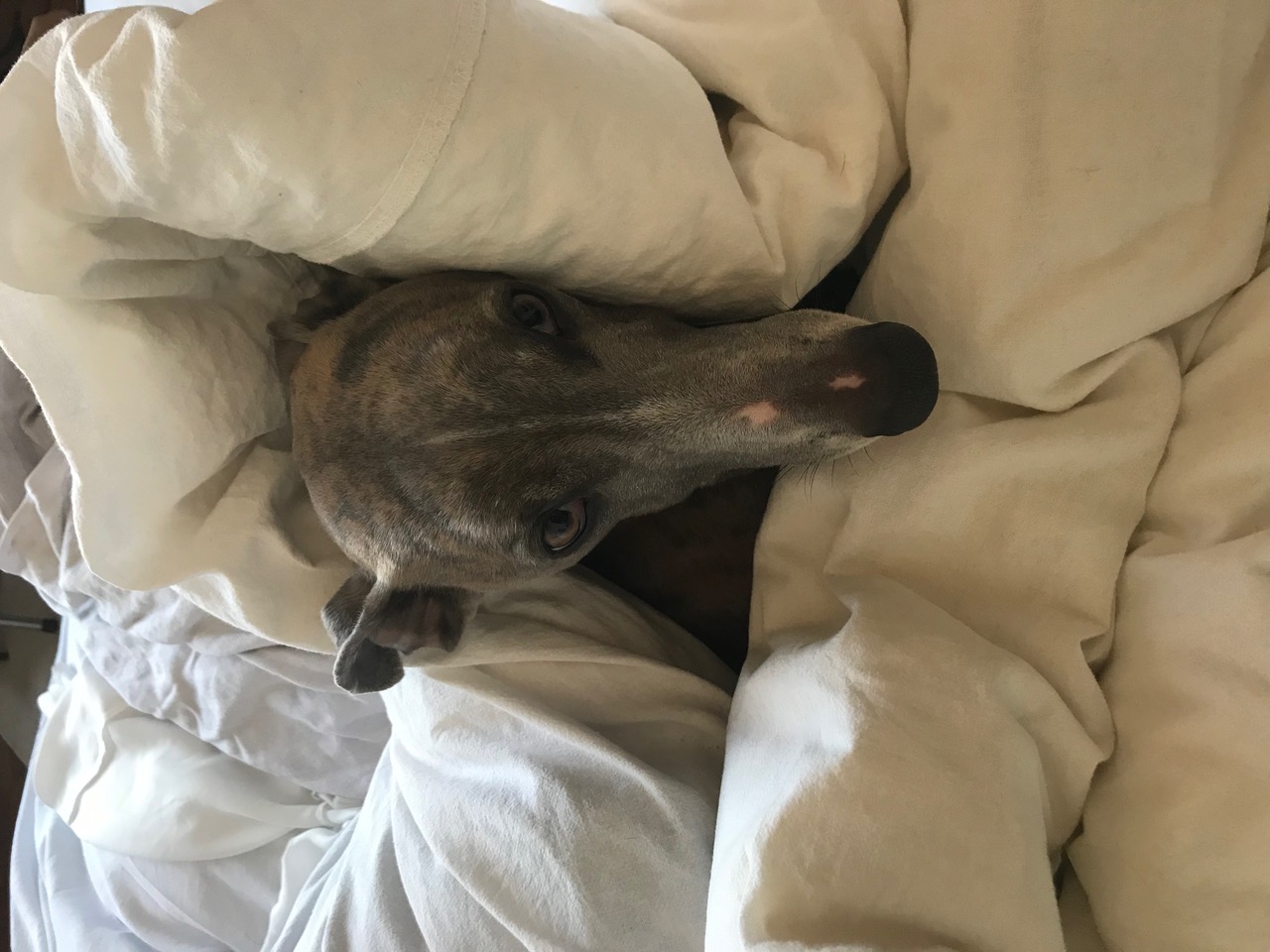 IMG_7621.jpeg