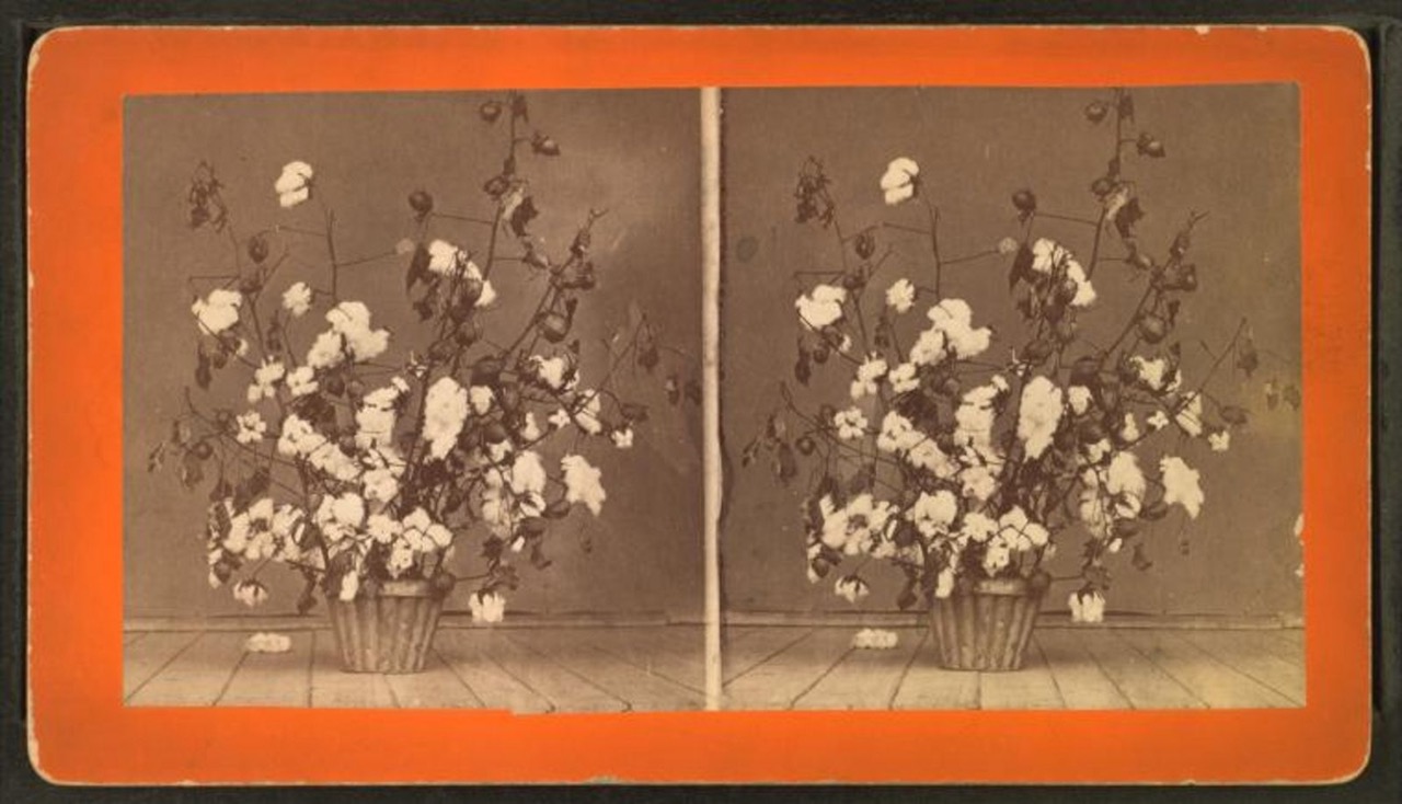 IMAGE-3-Palmer-Cotton-Plant-Stereograph-1-1536x881.jpeg