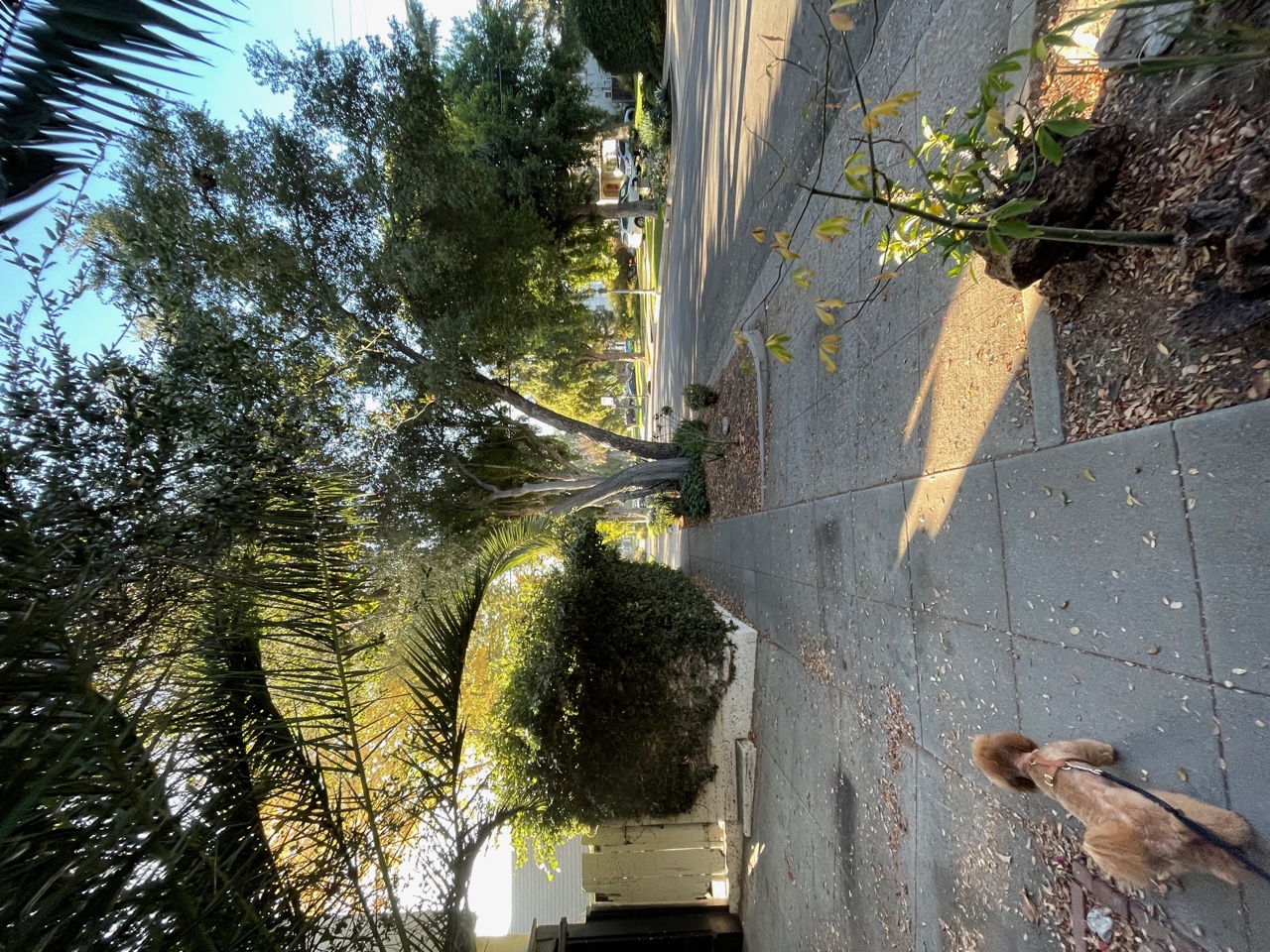 IMG_5295.jpeg