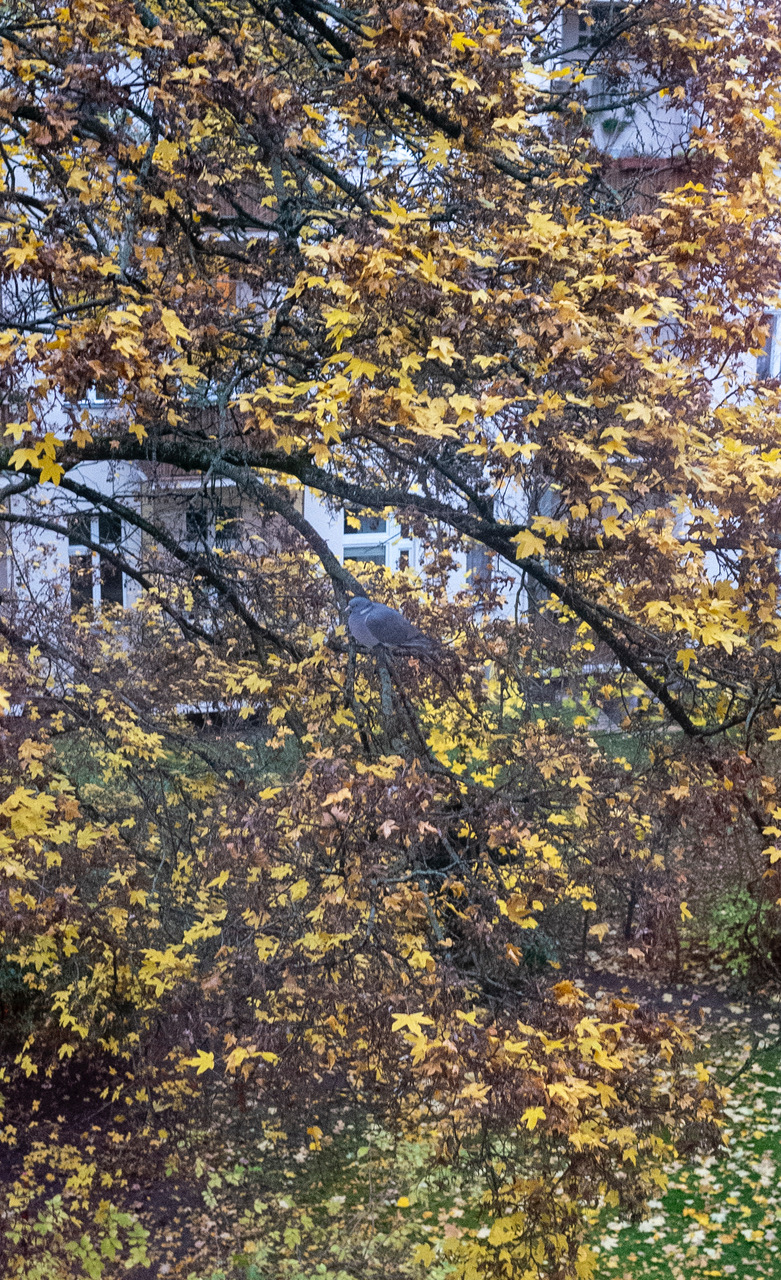 R0002066.jpeg