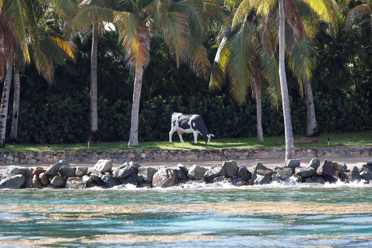 ep-james-island-06.jpg.jpeg
