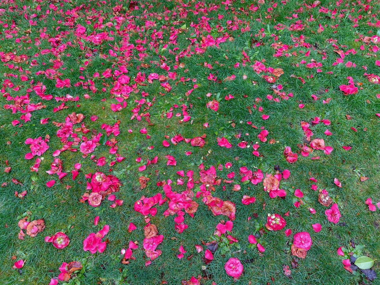 IMG_0336.jpeg