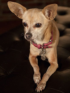Gidget_Taco_Bell_chihuahua.jpg