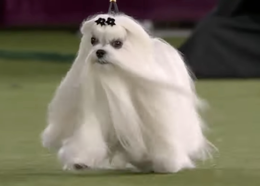 maltese.jpg