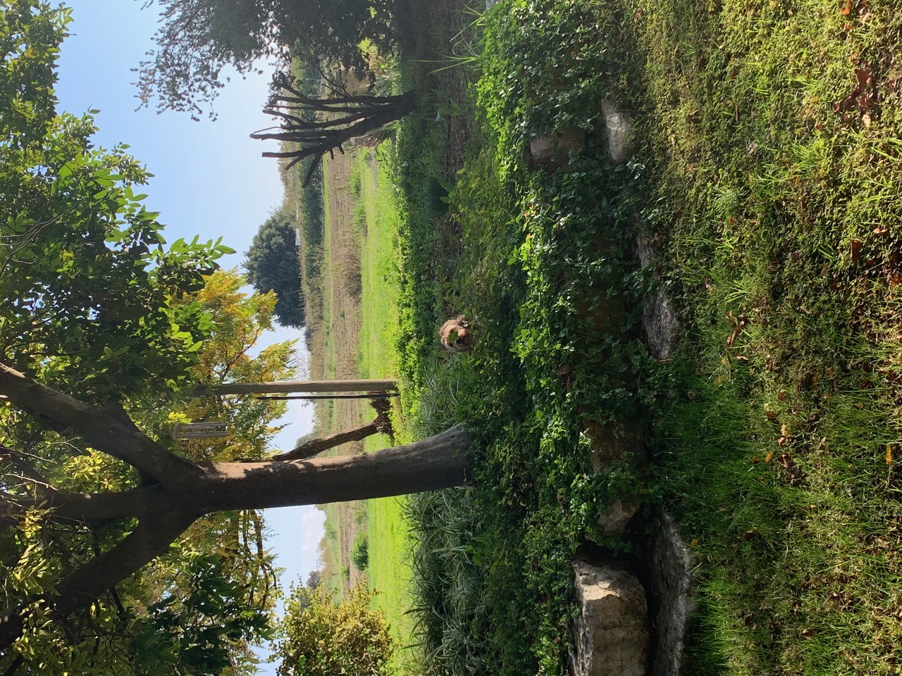 IMG_5278.jpeg