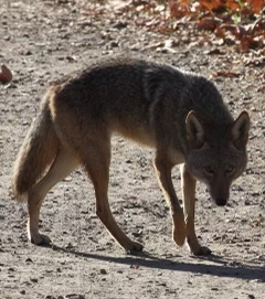 IMG_7079+%282%29.png