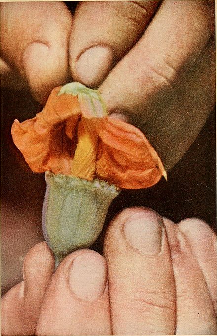 Cucurbita_hand_pollination_page_78_of_%22Luther_Burbank,_his_methods_and_discoveries...%22_%281914%29.jpg
