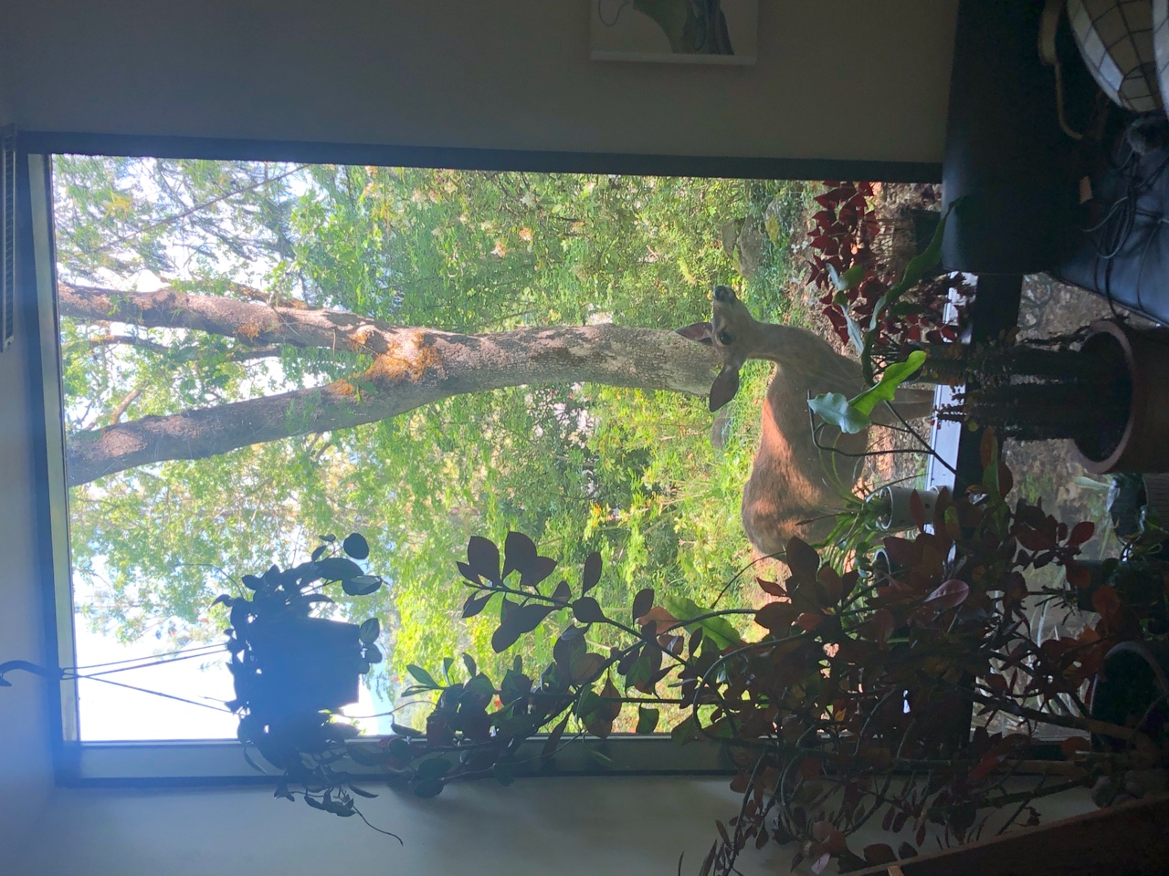 IMG_7231.jpeg