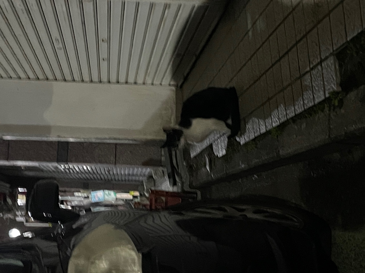 IMG_2712.jpeg