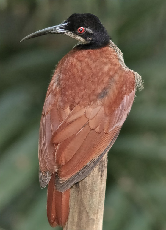 Seleucidis_melanoleucus-20090124.jpg