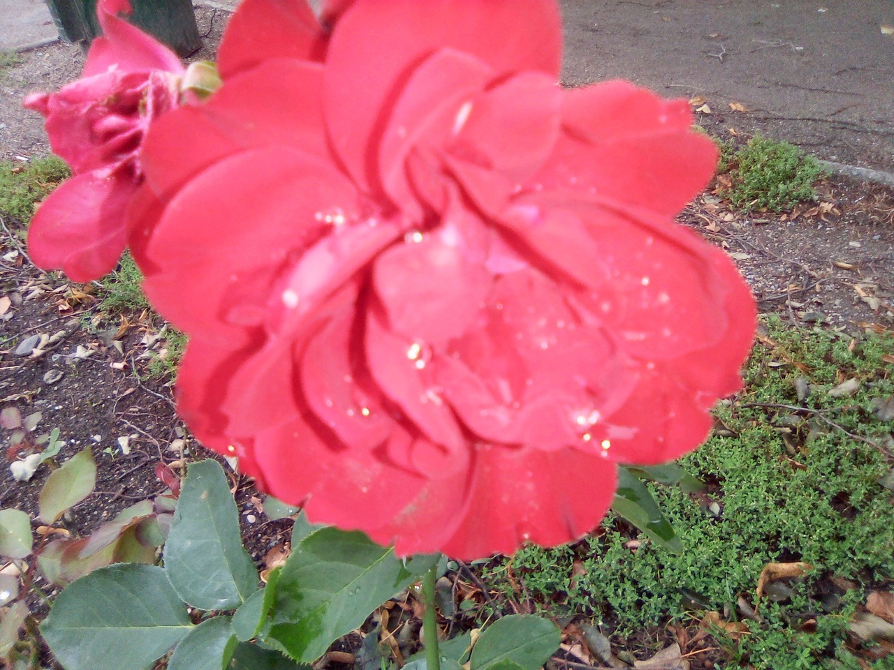 IMG_20200830_180753471.jpeg