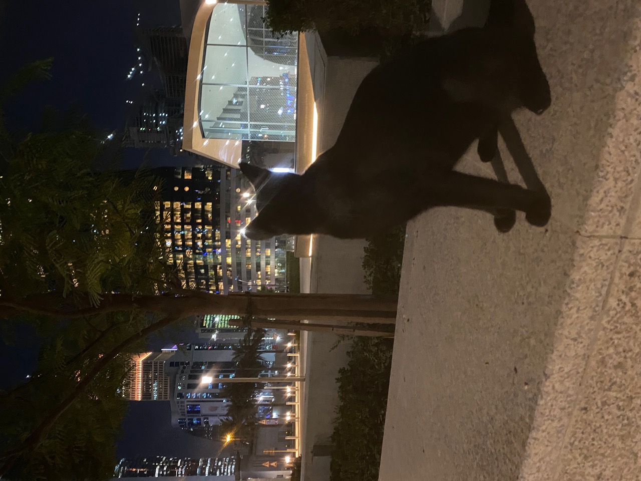 IMG_2346.jpeg