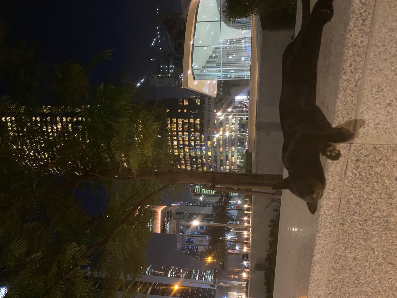 IMG_2348.jpeg