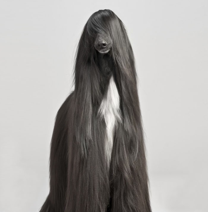 XX-Animals-That-Need-To-Get-A-Haircut-Real-Bad3__700.png