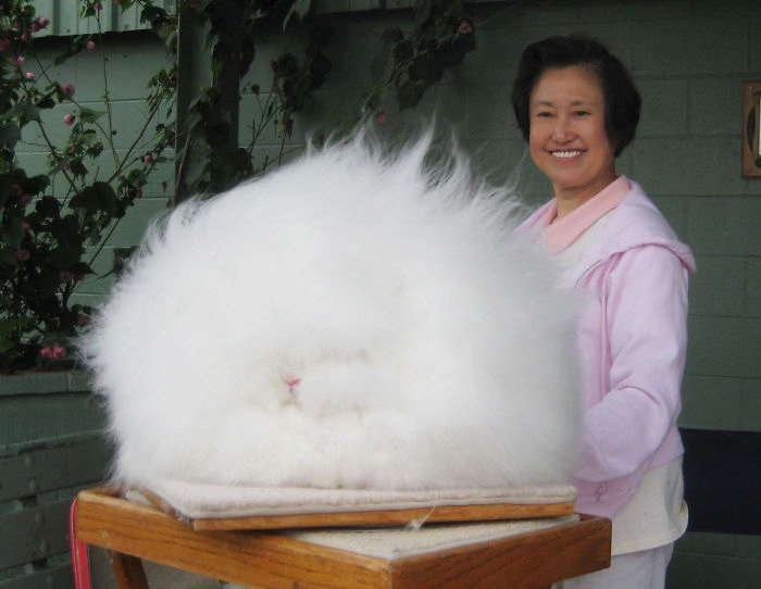 funny-hairy-animals-311__700.png