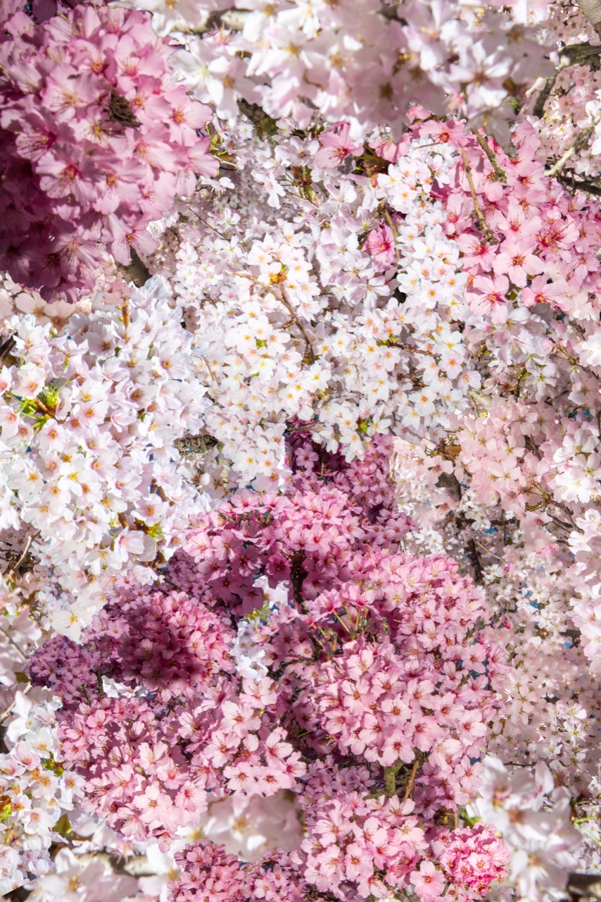 CherryBlossom.jpeg